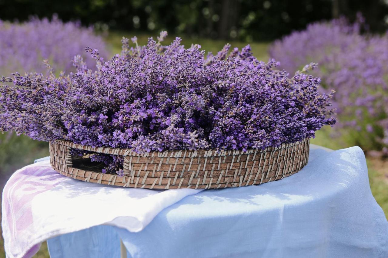 Lavender Village Kiemeliai Exterior photo