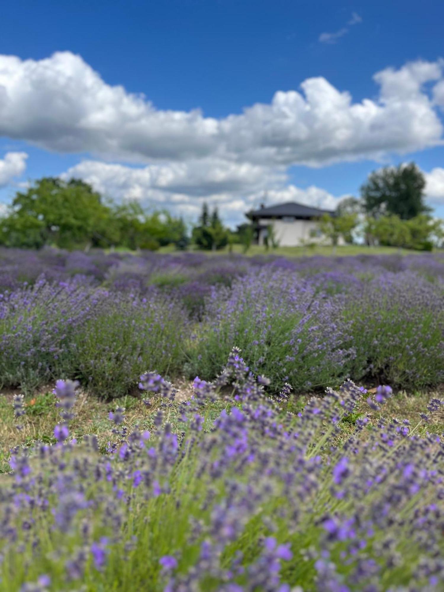 Lavender Village Kiemeliai Exterior photo
