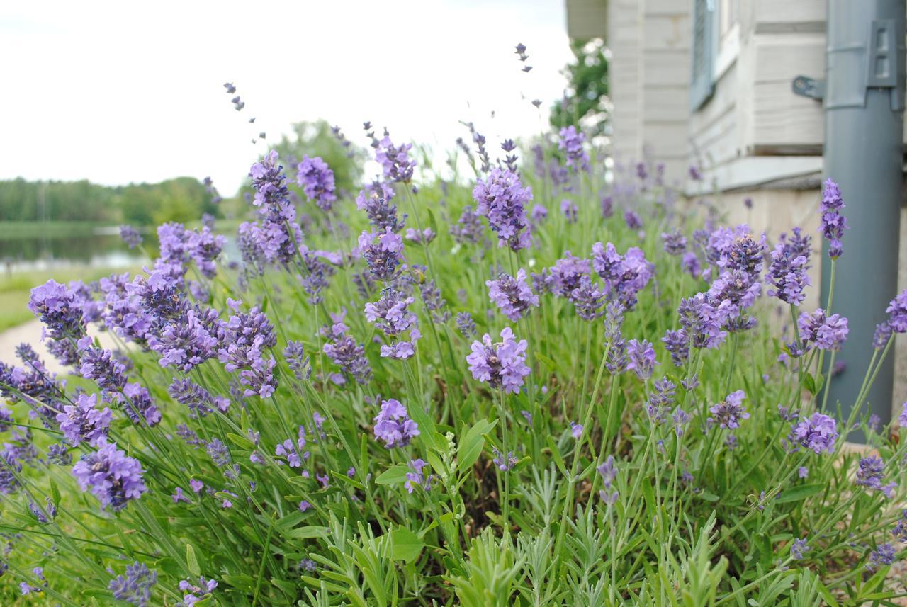 Lavender Village Kiemeliai Exterior photo