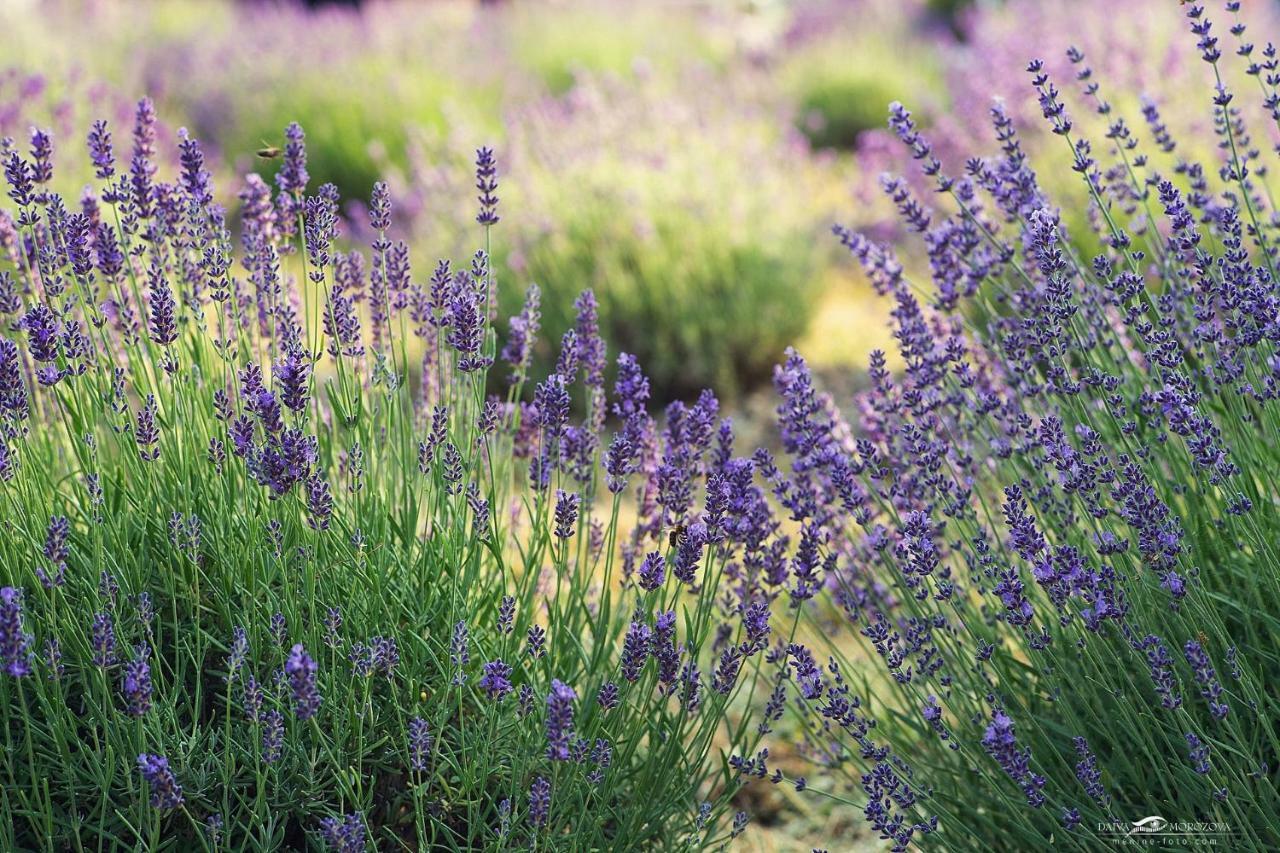 Lavender Village Kiemeliai Exterior photo